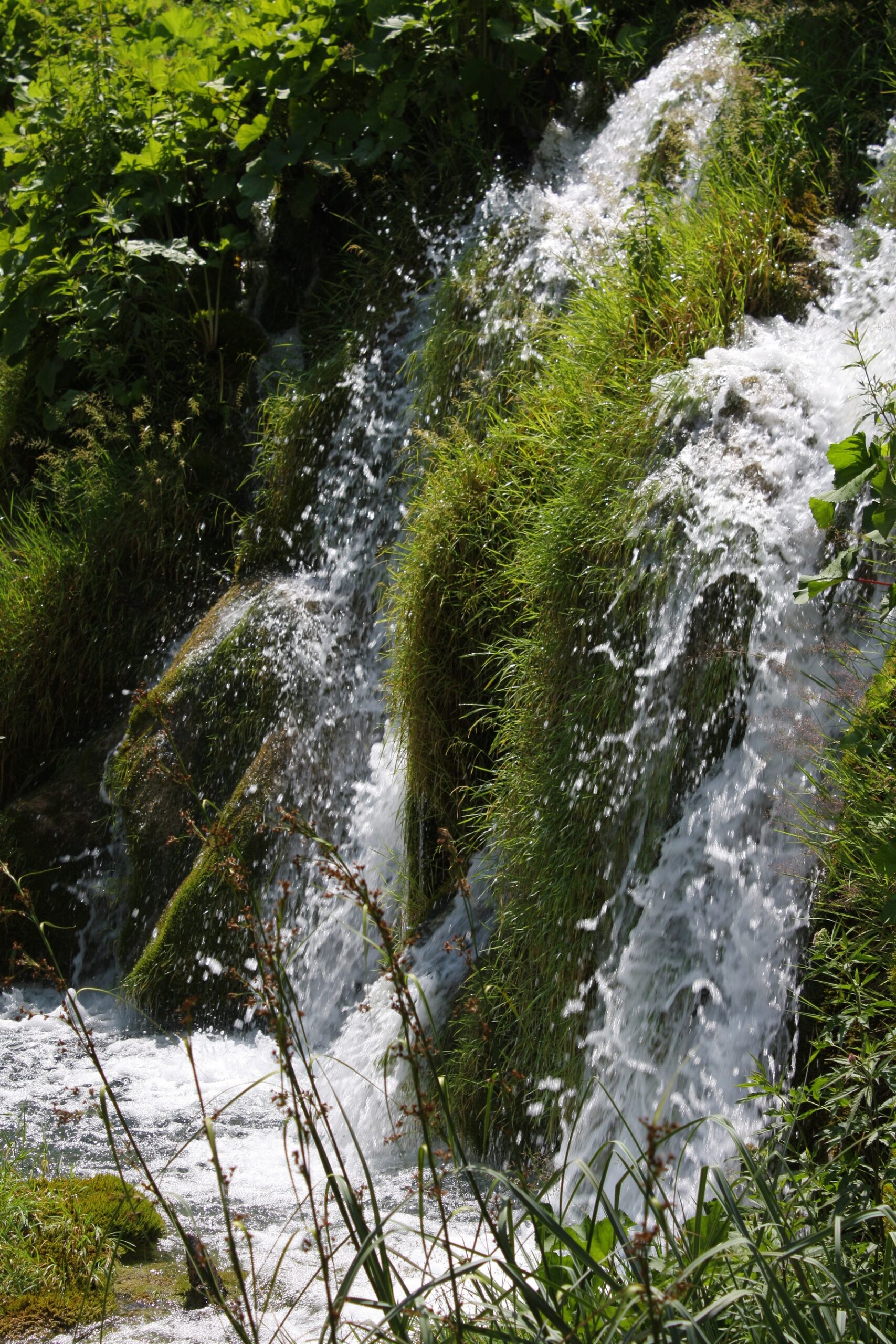 Jelov Klanac