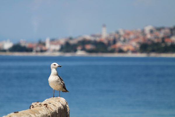 Crikvenica