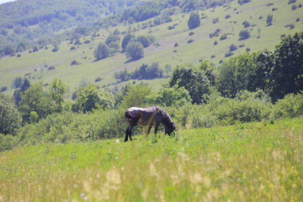 Velebit