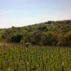 Kapelščak - photo 2