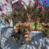 Donji Humac - photo 8