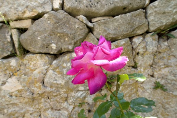 Dračevica - photo 18