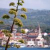 Milna - photo 23