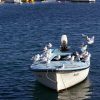 Sutivan - photo 11