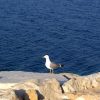 Mastrinka - photo 7