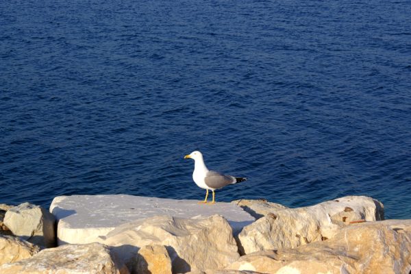 Mastrinka - photo 7