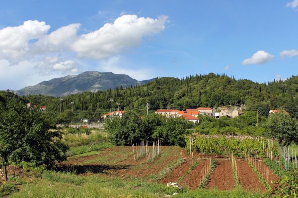 Popovići - photo 5