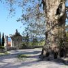 Trsteno - photo 16
