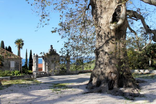 Trsteno - photo 16