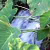 Trsteno - photo 8