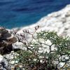 Ripišće - photo 7