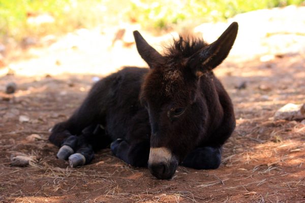 Sali - photo 34
