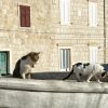 Suđurađ - photo 7