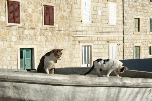 Suđurađ - photo 7