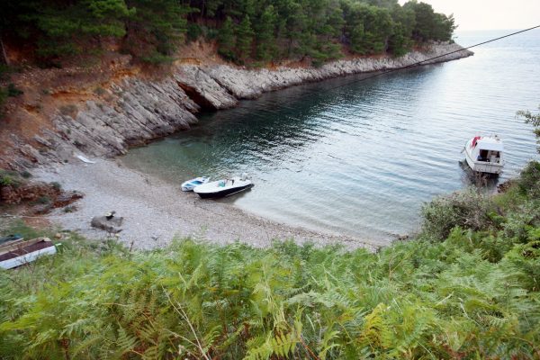 Divja - photo 2