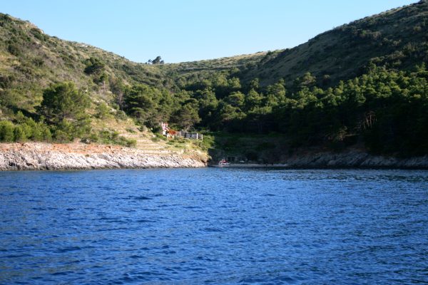 Divja - photo 4