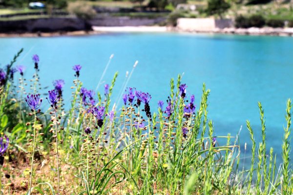 Grebišće - photo 6