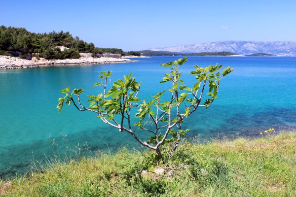 Grebišće - photo 7