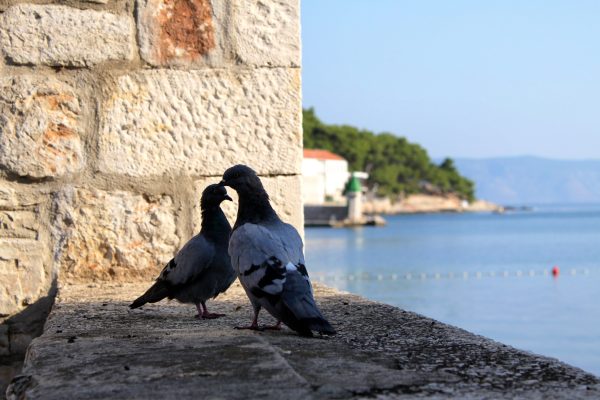 Jelsa - photo 9