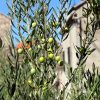 Pitve - photo 15