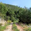Prisnjak - photo 8