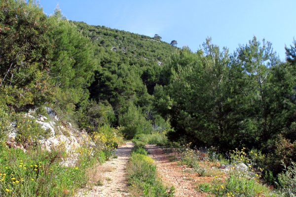 Prisnjak - photo 8