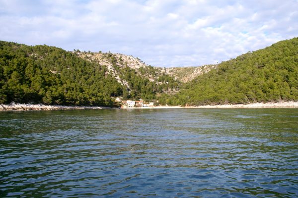 Smokvina - photo 2