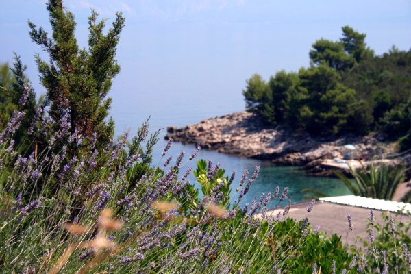 Stara - photo 7