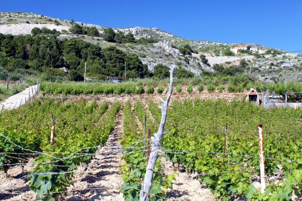 Zaraće - photo 14