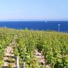 Zaraće - photo 15