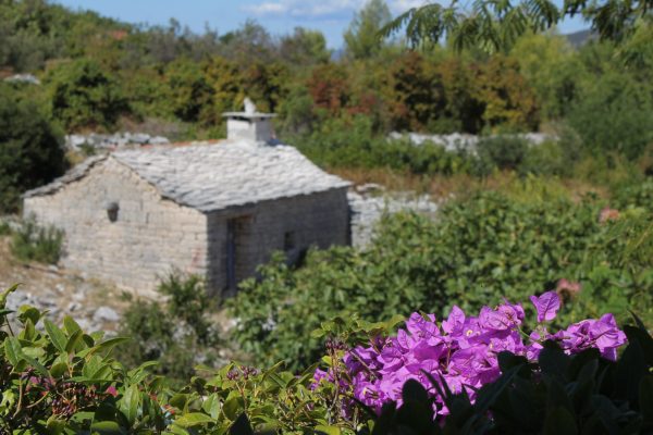 Kneža - photo 24