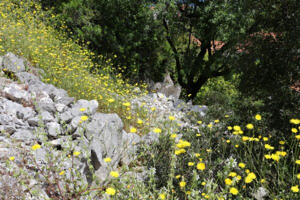 Račišće - photo 16