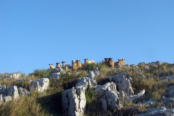 Lupešćina - photo 6