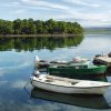 Raslina - photo 2