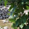 Zaostrog - photo 28