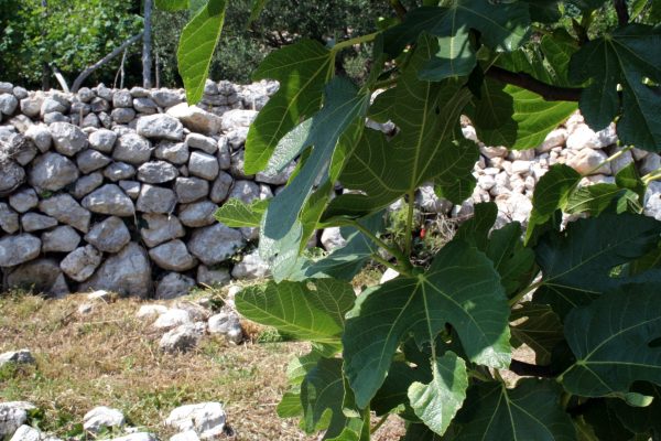 Zaostrog - photo 28