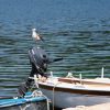 Pomena - photo 9