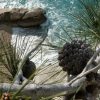 Pisak - photo 9