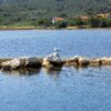 Barotul - photo 4