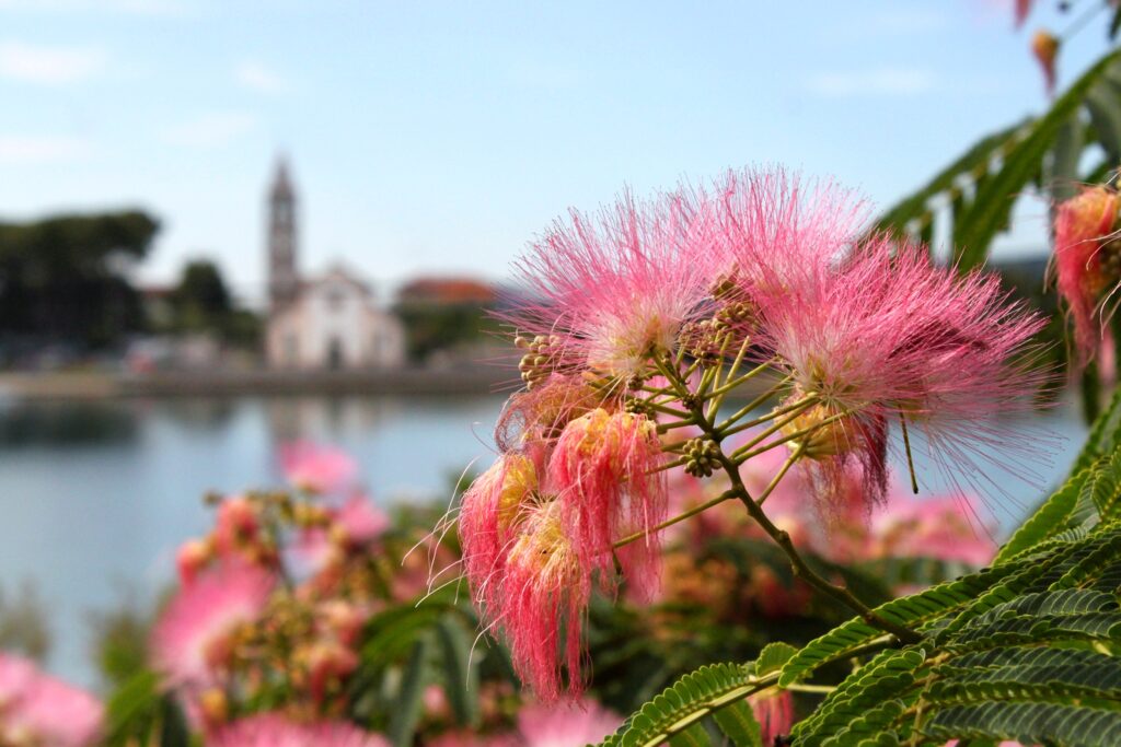 Dalmatia Pasman Croatia