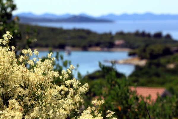 Soline - photo 12