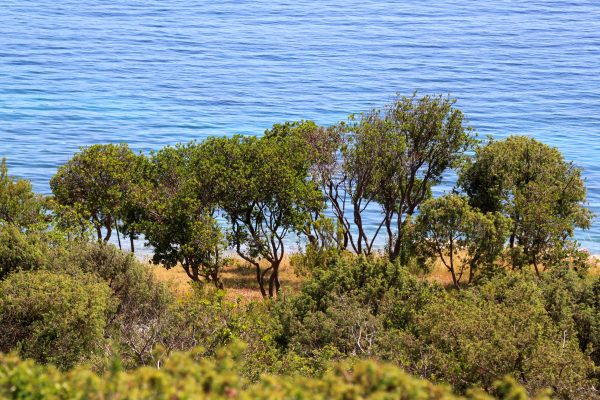 Soline - photo 13