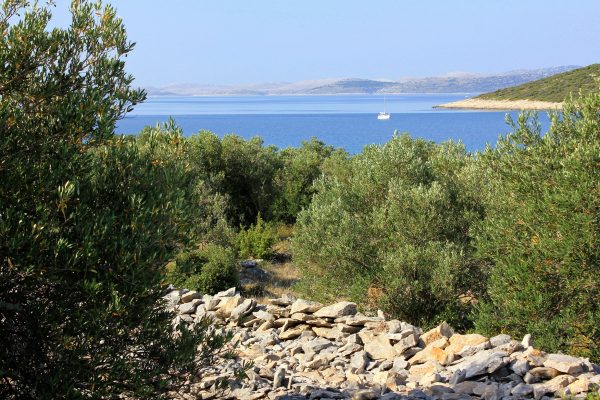 Žinčena