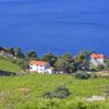 Dingač – Borak - photo 4
