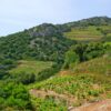 Dingač – Potočine - photo 3