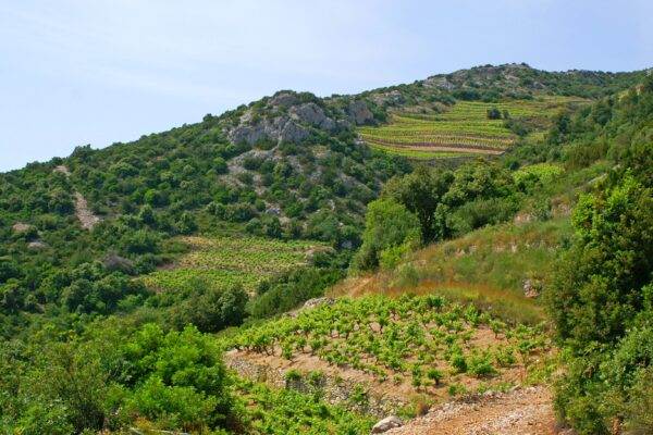 Dingač – Potočine - photo 3