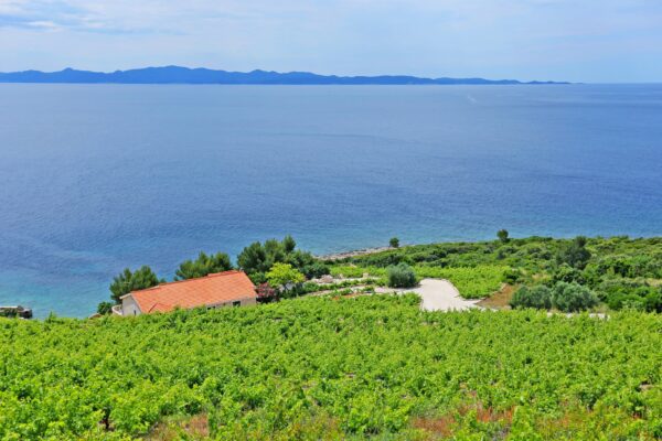 Dingač – Pristranj - photo 13