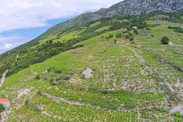 Dingač – Pristranj - photo 4
