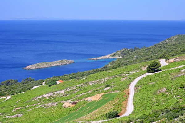 Dingač – Pristranj - photo 5