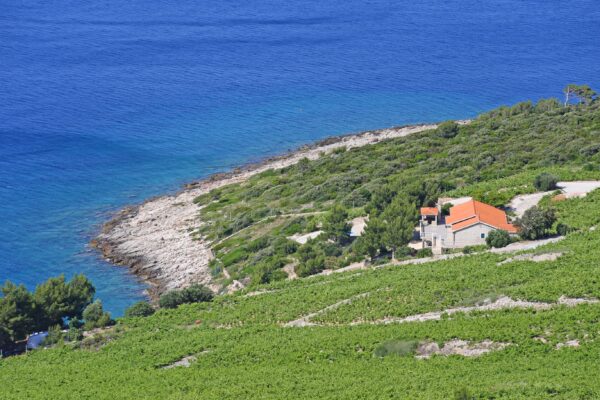 Dingač – Pristranj - photo 6